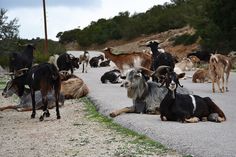 many goats are laying down on the road