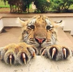 a close up of a tiger's paw and claws