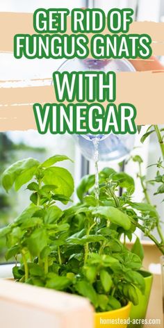 a potted plant with the words get rid of funguss with vinegar