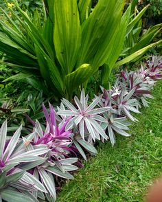 purple flowers are growing in the grass next to green plants