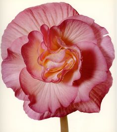 a large pink flower with water droplets on it's center and petals, in front of a white background