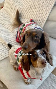 two dogs sitting on top of a couch wearing sweaters and bandanna's