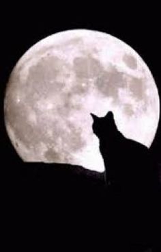 a cat sitting on top of a roof in front of the moon with it's silhouette