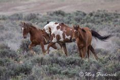 two brown and white horses are running in the field together, with one horse looking at the camera