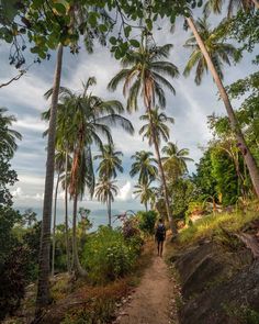 a man walking down a dirt path between palm trees on the side of a hill