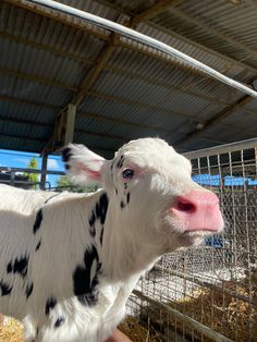 a white and black spotted cow in a cage at a petting zoo or farm