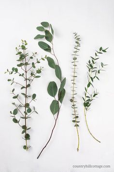 three different types of leaves and stems on a white surface with text overlay that says,