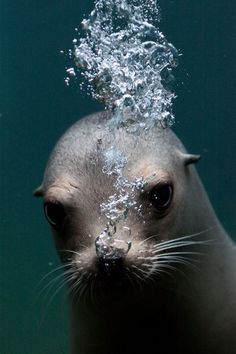 an animal with water splashing out of it's face in the dark,