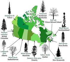 a map with trees labeled in green and black on the bottom, below which are names