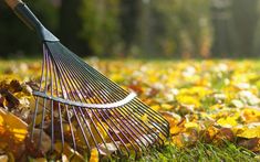 a rake laying on top of leaves in the grass