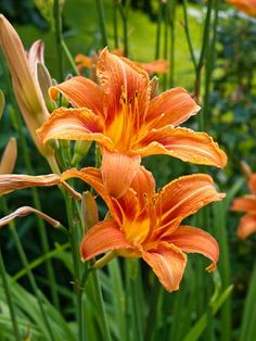 an orange flower is blooming in the garden