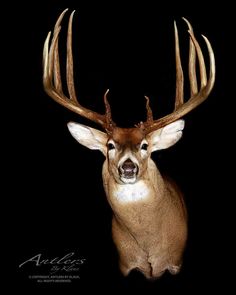 a white tailed deer with antlers on it's head