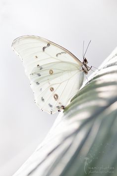 a white butterfly sitting on top of a leaf