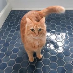 an orange cat standing on top of a blue tiled floor