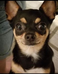 a small black and brown dog with big eyes