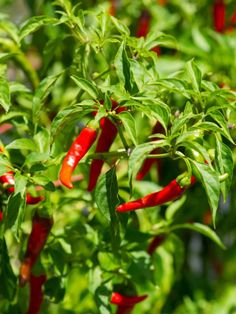 red peppers are growing on the plant with green leaves