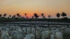 a herd of cattle standing next to each other on a lush green field at sunset