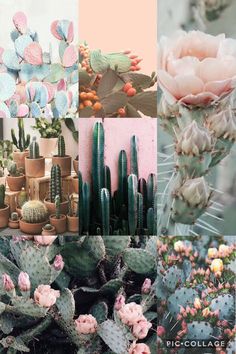 cactuses and succulents are featured in this collage with pastel colors