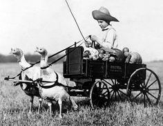 an old black and white photo of a little boy riding in a wagon pulled by two llamas