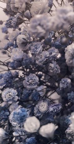 blue and white flowers are in the foreground with an overexposed photo behind them