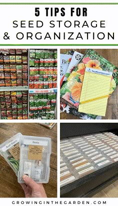 seed storage and organization with text overlay reading 5 tips for seed storage & organization