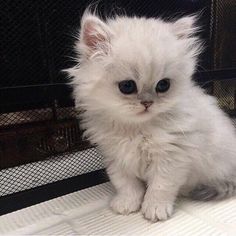 a small white kitten sitting on top of a bed