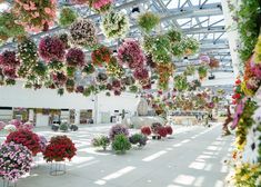 many different types of flowers hanging from the ceiling in a building with lots of windows