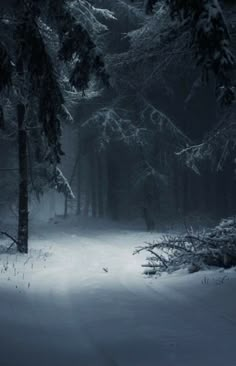 a dark forest filled with lots of trees covered in snow