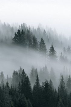 the trees are covered in fog and mist