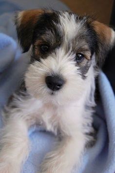 a small dog laying on top of a blue blanket