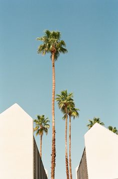 two palm trees in front of a building