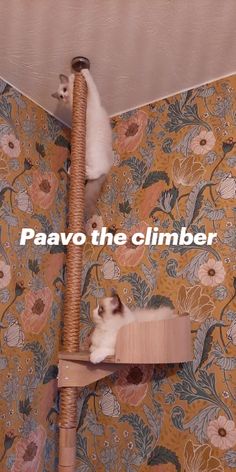 two cats are sitting on top of a cat tree and the caption reads paavo the climber