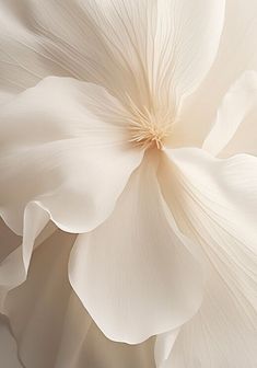 an image of white flowers that are in the middle of the frame with soft lighting