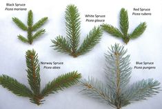 the different types of pine needles are shown