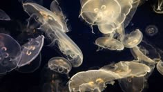 many jellyfish are swimming in the water