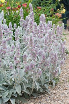 Lammohr (Stachys Byzantina Lanata) - 50 Samen *Bienenfreundlich * Hirschbeständig * GMO frei *Amerikanische Samen *USDA-Zonen: 4-8 Beschreibung: Die Lammohrpflanze (Stachys byzantina) ist ein Favorit für den Anbau mit Kindern und wird in fast jeder Gartenlandschaft gut aussehen. Diese pflegeleichte Staude hat samtig weiche, wollige immergrüne Blätter, die silber bis graugrün gefärbt sind. Auch das Laub ähnelt in seiner Form dem der Ohren eines echten Lamms, daher der Name. Wenn man sie im Sommer Lambs Ear Plant, Stachys Byzantina, Small Urban Garden, Silver Plant, Lamb's Ear, Wildlife Gardening, Lambs Ear, Hardy Perennials, Foliage Plants