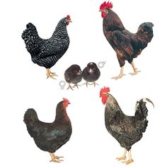 four different types of chickens standing next to each other on a white background with one chicken in the middle