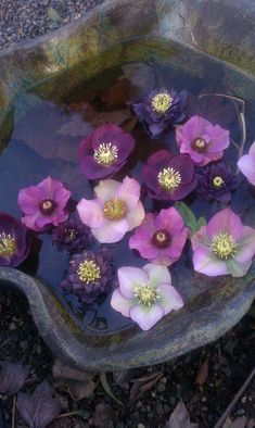 purple and white flowers floating on top of water in a bowl with gravel around it