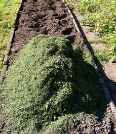 the garden is full of green plants and dirt