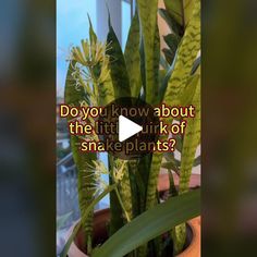 a potted plant with the words do you know about the little stink of snake plants?