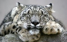 a snow leopard laying on top of a rock next to a gray wall with its eyes closed