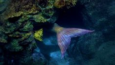 a fish that is swimming in the water near some rocks and algaes on the ocean floor