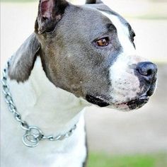 a close up of a dog with a chain around it's neck