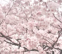 a tree with lots of pink flowers on it