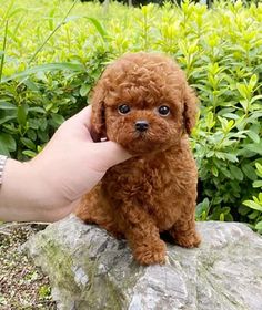 a small brown dog sitting on top of a rock next to some bushes and trees