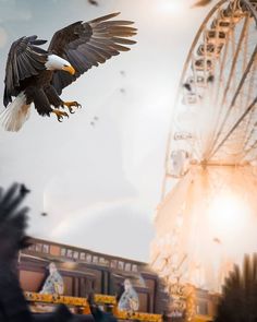 an eagle flying in front of a ferris wheel with it's wings spread wide