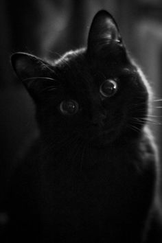 a black cat is sitting in the dark