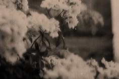 a vase filled with lots of white flowers