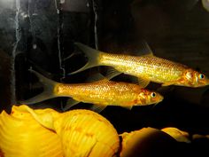 two yellow fish swimming in an aquarium