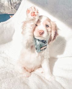 a small white dog sitting on top of a bed with his paw up in the air